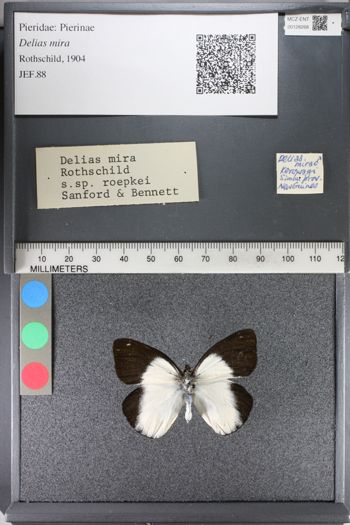 Media type: image;   Entomology 128268